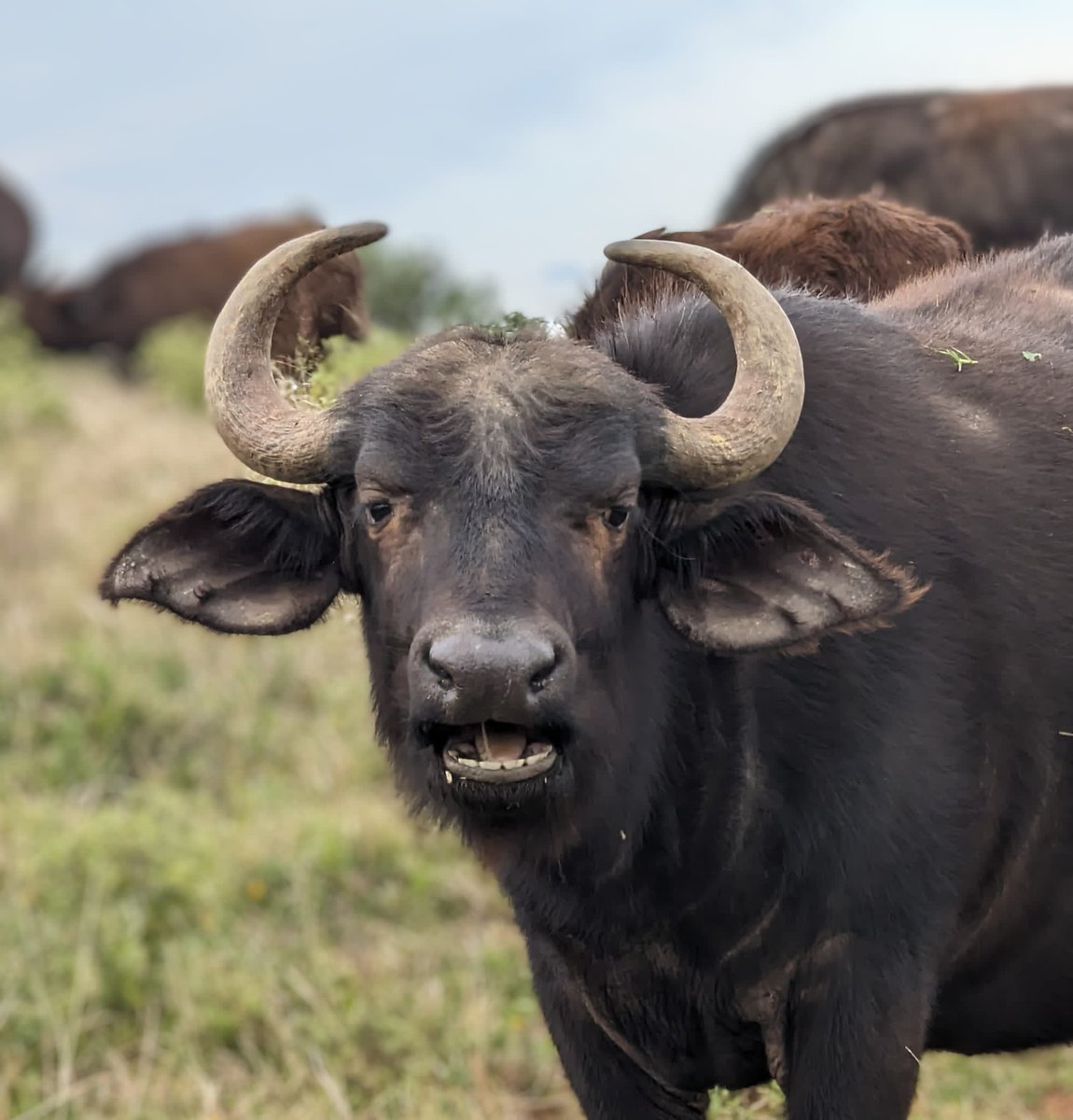 📸🦛🦜🦏 🐃