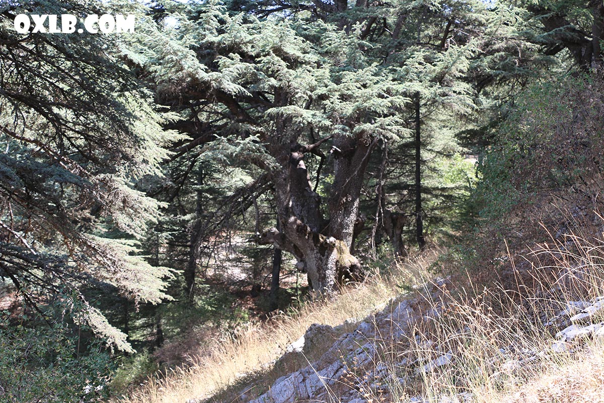 onefineart's tweet photo. Lovely cedar trees in Barouk / Maaser el Chouf
We Love Lebanon - Visit https://t.co/BQIWMwsypk
#cedar #cedartree #cedartrees #barouk #maaser #chouf #lebanon https://t.co/lM7pMwrcLl