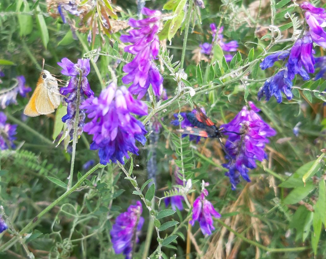 Janet Mee tweet media