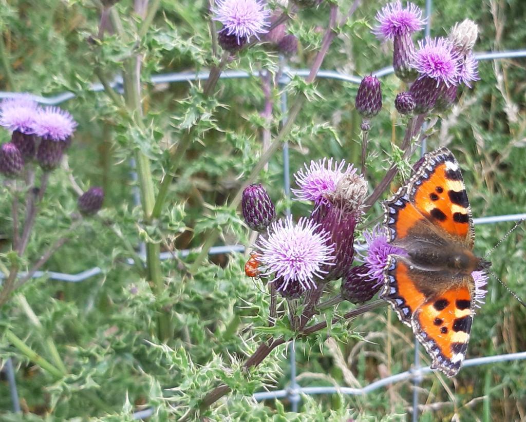 Janet Mee tweet media