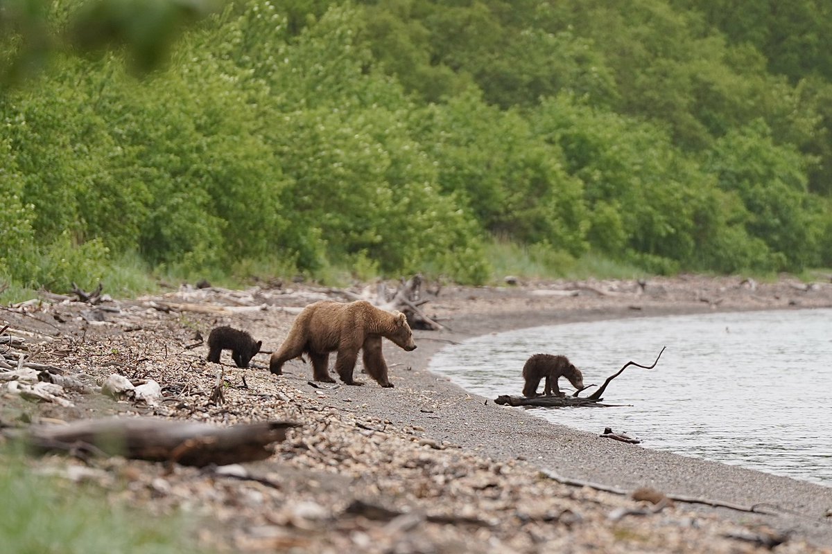 alinagonchara's tweet photo. The Katmai bears were nice to see too. Saw mama bear 901 with her three spring cubs (two cubs in frame, one off to the left out of frame). Any time they ran off too far from her, she would run after them. 

Katmai National Park
June 2023 https://t.co/FfRCF8lZV4