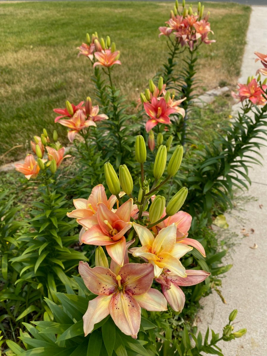 Thank You to everyone who helped on Saturday with our kick-off to the 2023 Door Knock Season. Great enthusiasm for great candidates to lead a great city!
And...it was a wonderful opportunity to once again enjoy the Happy Gardens of Bloomington!
#BloomingtonMN