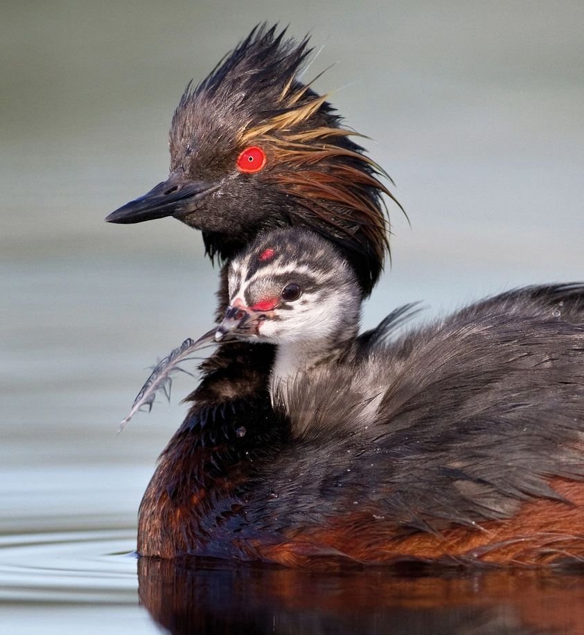 Pic:  #Hoodedmerganser and #EaredGrebes with a baby bird -  #Waterbirds