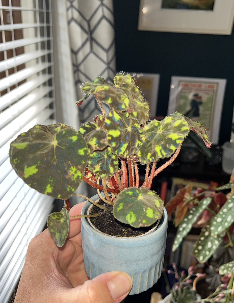 BearDublin's tweet photo. I lost my one last year and I used to love it, I had to have this one. β€οΈ#begonia #tigerpaws π― πͺ΄ #houseplants #houseplanthour https://t.co/QXdfHRY4ZX