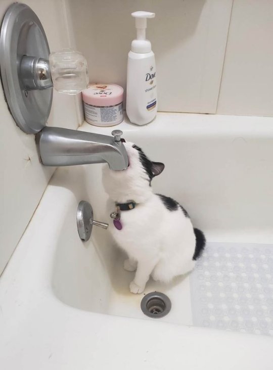 Why you should have a cat tweet media