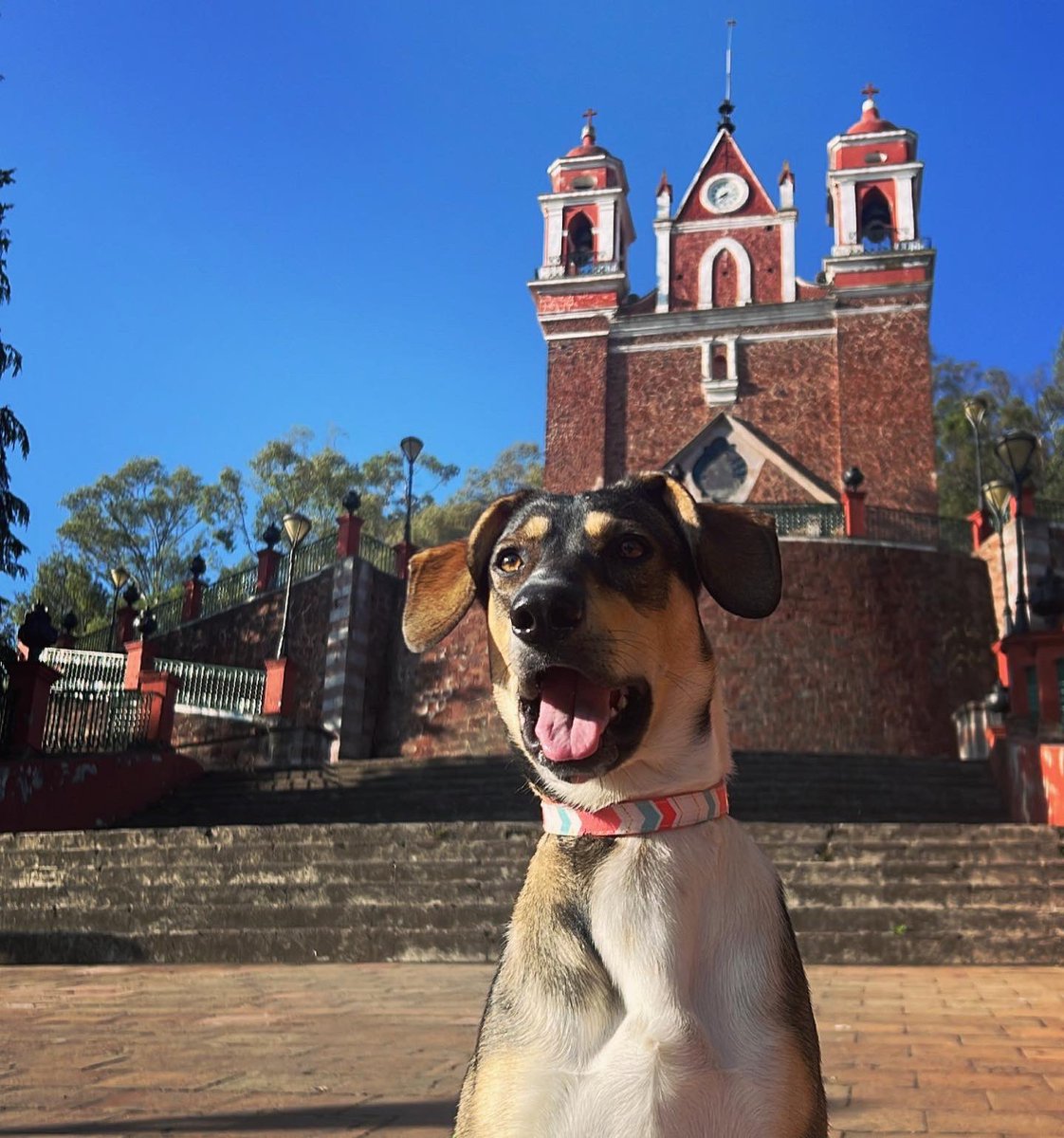 JessicaMorenoE's tweet photo. Otra carrera más juntas, esta vez en #Metepec.
Carrera Pet Friendly #5K #soycorredora #petfriendly #runner 🐶✨🐾🏃🏼‍♀️ https://t.co/7FSLzn5FNQ