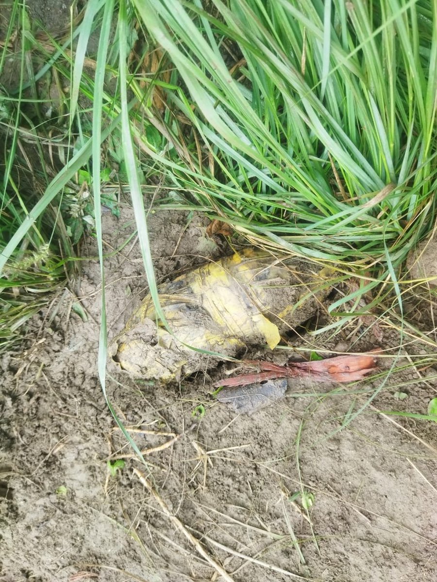 Punjab | A search operation was launched yesterday by BSF on the outskirts of Hasimpura village in Amritsar district. During the search at about 05:10 pm, BSF troops recovered a drone (Hexacopter) from the farming field adjacent to Hasimpura village: Border Security Force