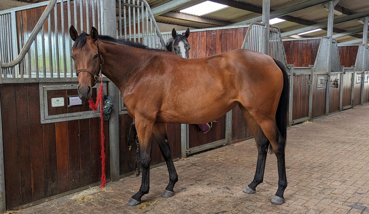 JessWestwood's tweet photo. When the 2yr comes in looking like a show horse.... #DevonGrass a lovely filly by @coolmorestud Maxios out of a multiple winning Old Vic dam. Excited to give this one a few weeks handling. #FutureStars #ProperPedigree https://t.co/AFQMhRxe8O