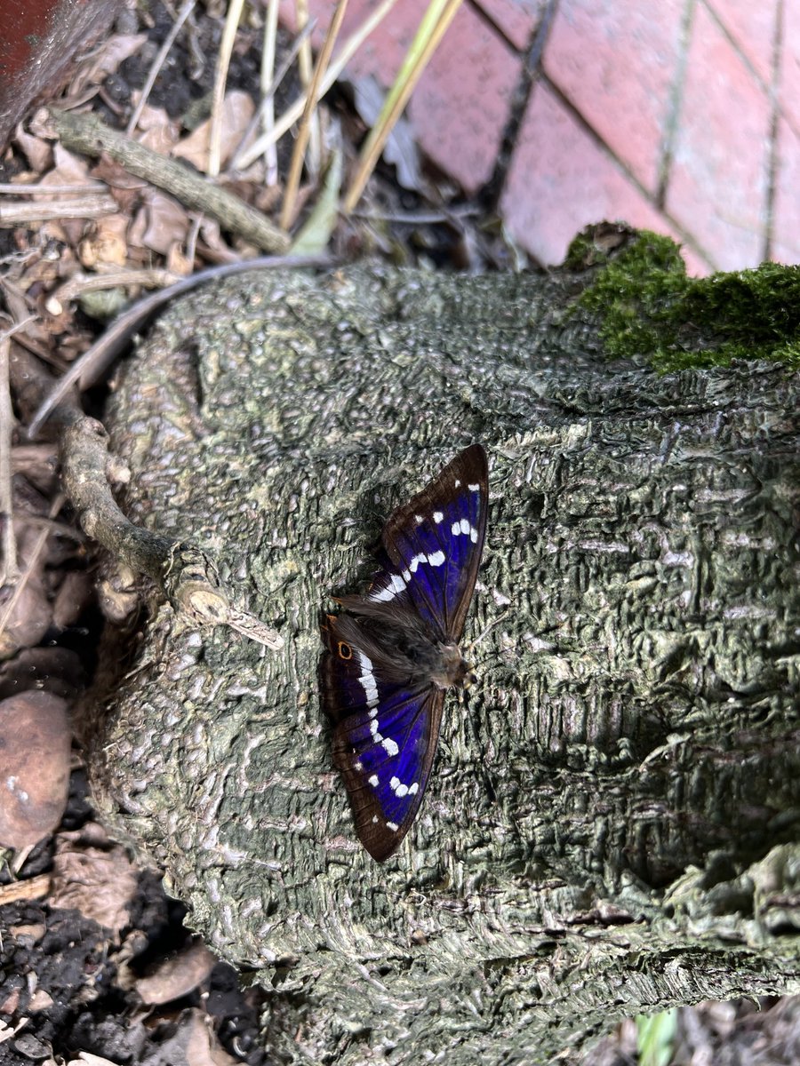markbarton's tweet image. Amazing find. A purple emperor butterfly in Tadworth, south London. #Butterflies @_JoelAshton @ChrisGPackham