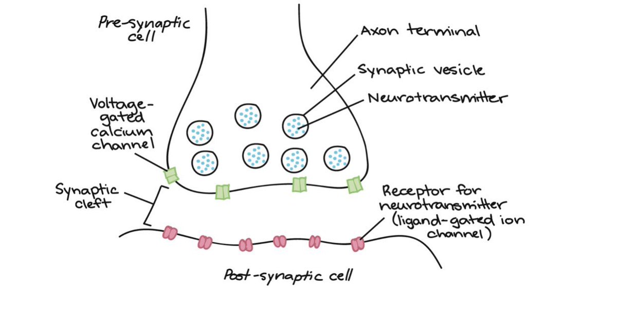 Medical_MD1's tweet image. Transmission of Neurotransmitters at synapses⚡️

Neurotransmitters are chemical messengers. They carry information from the pre-synaptic 👉🏼sending neuron 👉🏼 to post-synaptic 👉🏼 receiving cell

Here’s how they work👇🏼