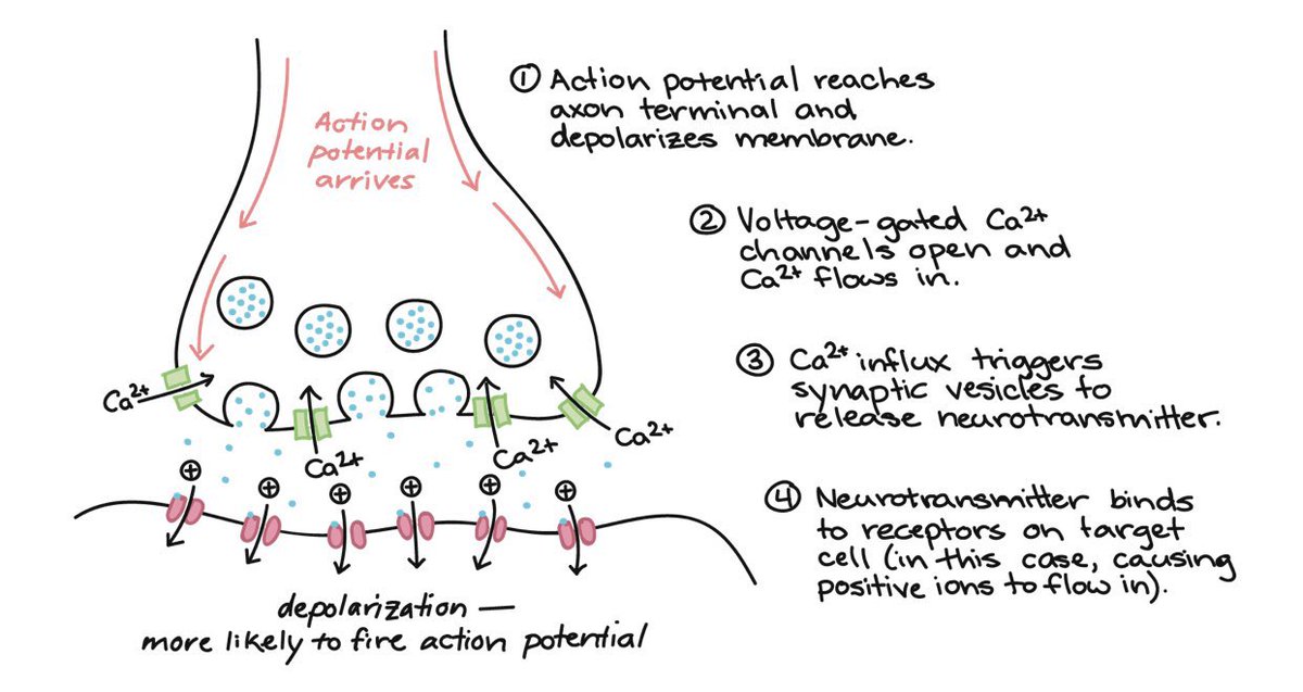 Medical_MD1's tweet image. Transmission of Neurotransmitters at synapses⚡️

Neurotransmitters are chemical messengers. They carry information from the pre-synaptic 👉🏼sending neuron 👉🏼 to post-synaptic 👉🏼 receiving cell

Here’s how they work👇🏼