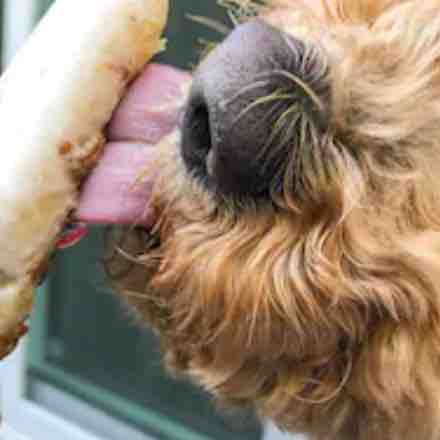 AnimalVillageNM's tweet image. National Ice Cream Day- Include Your Dogs with yummy 🐕‍🦺pooch🐕‍🦺recipes❤️ trustedhousesitters.com/blog/pets/dog-… #petsarefamily #indoordog #insidecat #insidedog