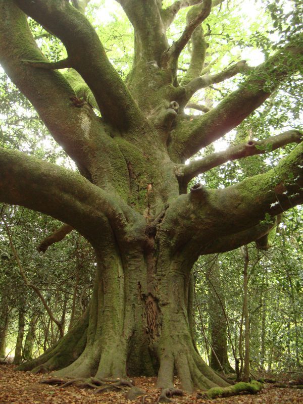 arboles_magicos's tweet photo. 🌳✨ El Haya del Viajero de Brocéliande, un árbol legendario en el bosque mágico de Brocéliande en Francia 🌳🌿✨ Conocido como el Árbol de Guillermo el Conquistador y uno de los árboles más antiguos de Europa 🏰🌲💫 Una conexión con las épicas historias de la leyenda artúrica 🗡️🧙‍♂️🌳 #HayaDelViajero #ÁrbolLegendario #LeyendasArtúricas #Brocéliande #NaturalezaMágica 🌳✨🏰✨🧙‍♂️
📸Histoiresdarbres