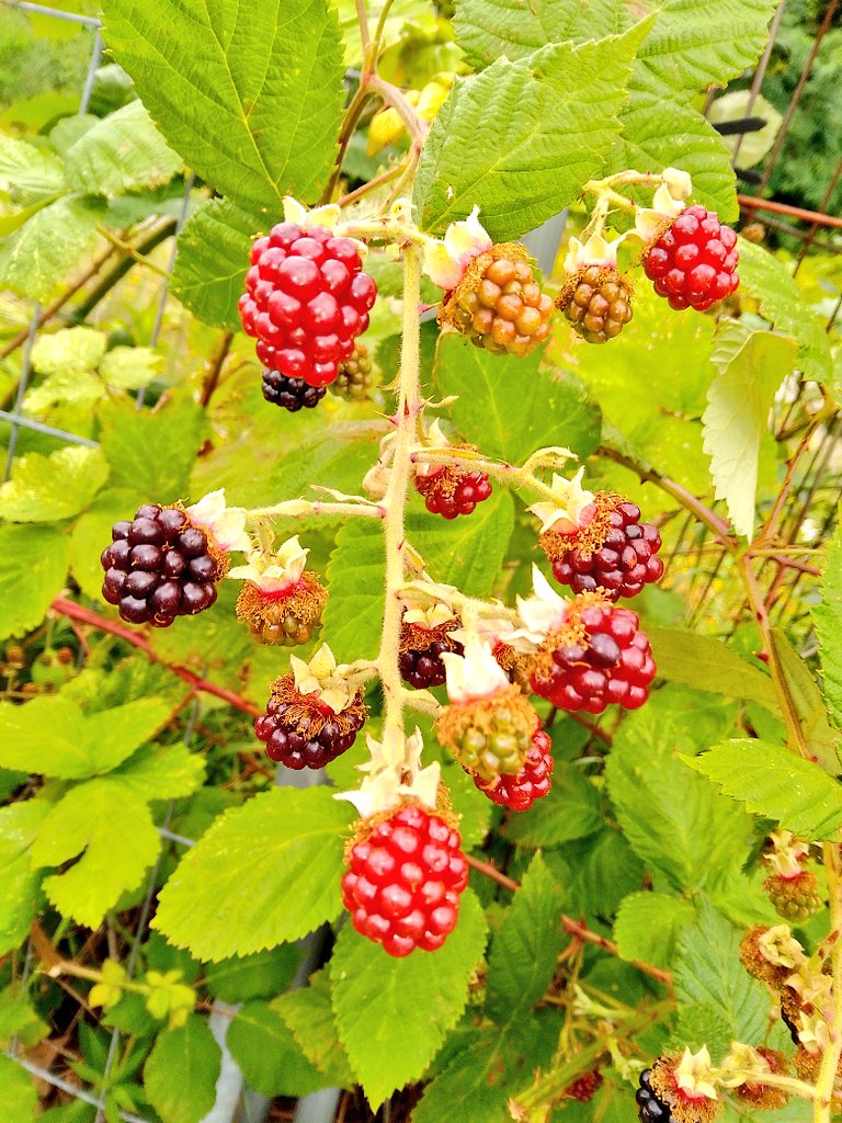 Darf man die Wildpflanzen hier essen, wenn man sie findet?