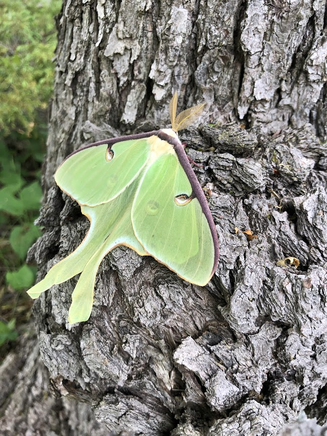 SixMileLakePP's tweet photo. Happy #MothWeek! This Luna Moth was found here at @SixMileLakePP.

Nearly 3 000 species of moths have been recorded on iNaturalist. Next time you spot a moth here in the park, be sure to submit the sighting to iNaturalist. https://t.co/gBM02pJAqm
