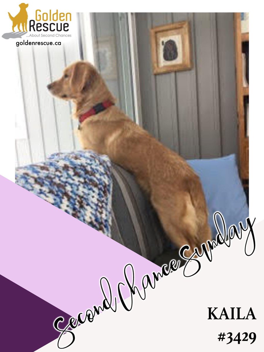 GoldenRescue's tweet photo. Kaila #3429 is a bubbly bundle of love. She is described by her forever family as a ‘puddle of joy’ who loves meeting new people in anticipation of a belly-rubbing session. Click on the link to read more about Kaila's second chance: https://t.co/ztLCimTofM
#secondchancesunday https://t.co/sy4Z8GxZm7