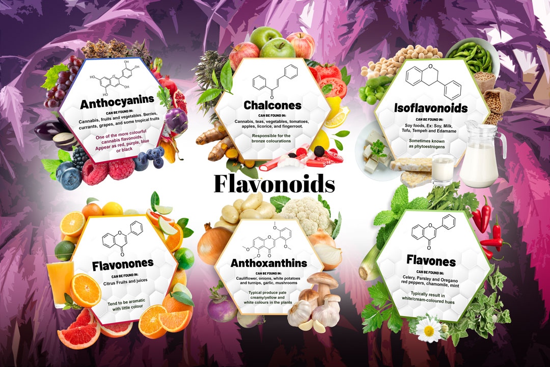 DutchPassion_'s tweet image. Cannabis #flavonoids are a family of naturally occurring plant pigments, present in cannabis and many other plant species. They add colour to a plant’s appearance and, alongside terpenes and cannabinoids are known as phytochemicals. 🎨

Read more ➡️ dutch-passion.com/en/blog/what-a…