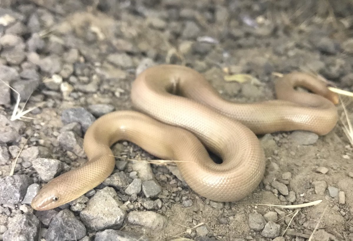 Wish I could be at #JMIH23 on #WorldSnakeDay! Last year I was lucky enough to see this rubber boa at JMIH in Spokane.