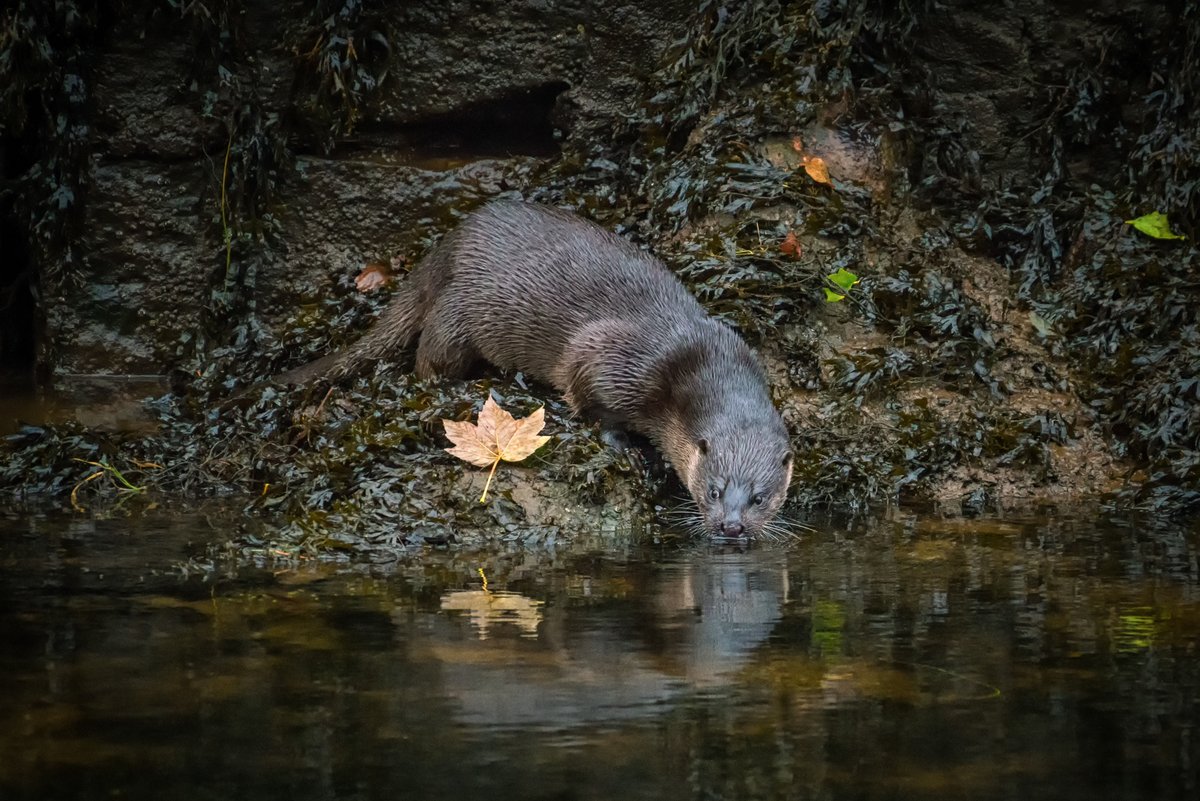 Images of Otters at Morrison's Island and on the banks of the Lee

The otters residing in the banks of the Lee would have their habitats obliterated if the WALLs scheme was to go ahead

#LOVEtheLEE not the WALLs

#SaveCorkCity

Photos: Chris Martin
