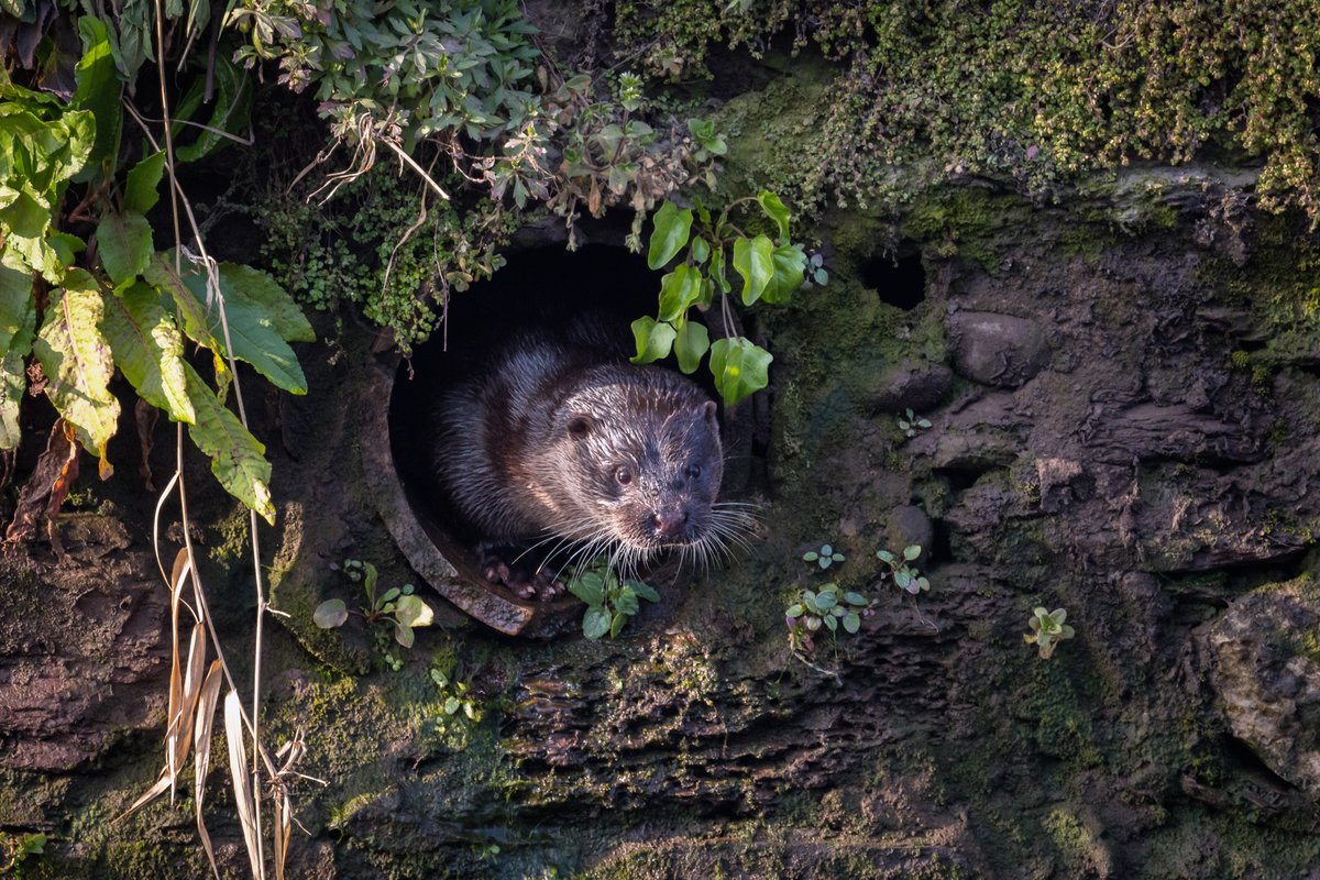 Save Cork City tweet media