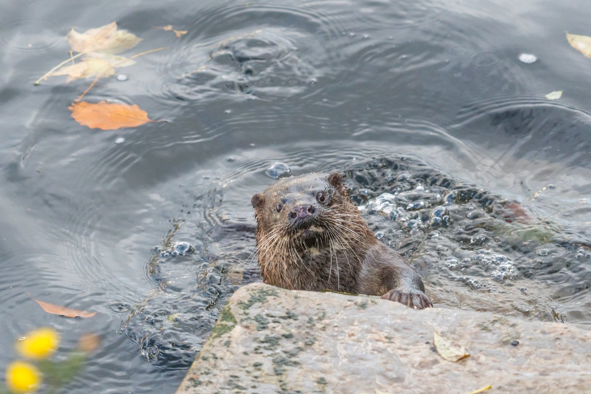 Save Cork City tweet media