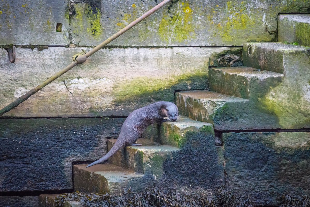 Save Cork City tweet media