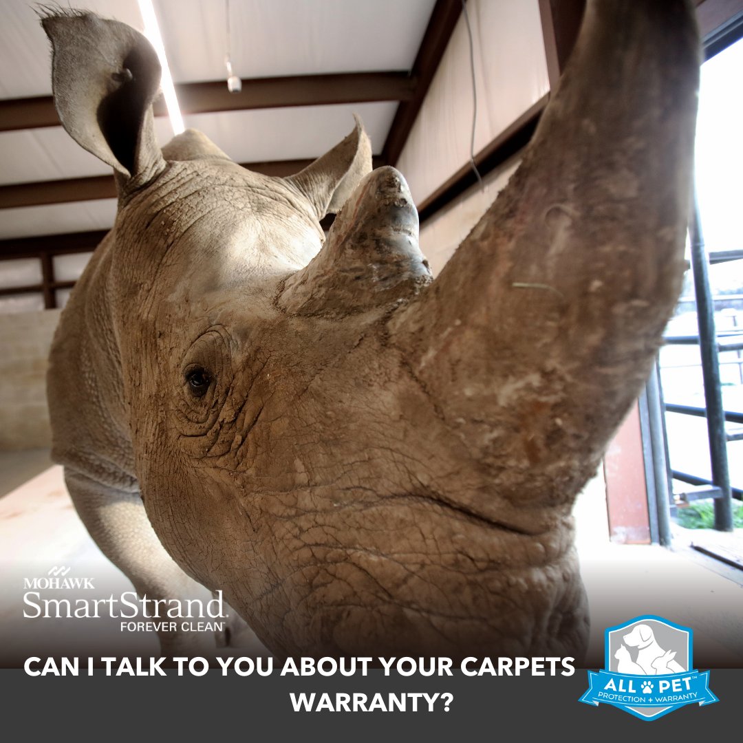 MohawkFlooring's tweet image. Psst! I&apos;m just a 4,000-lb #rhino here to share some amazing news! Have you discovered the stain and soil resistance of #SmartStrand? After I&apos;ve lived on it for 2 weeks—napping, rolling, eating, and snuggling—it cleans up to look like new!

Learn more: bit.ly/3pLs9kb