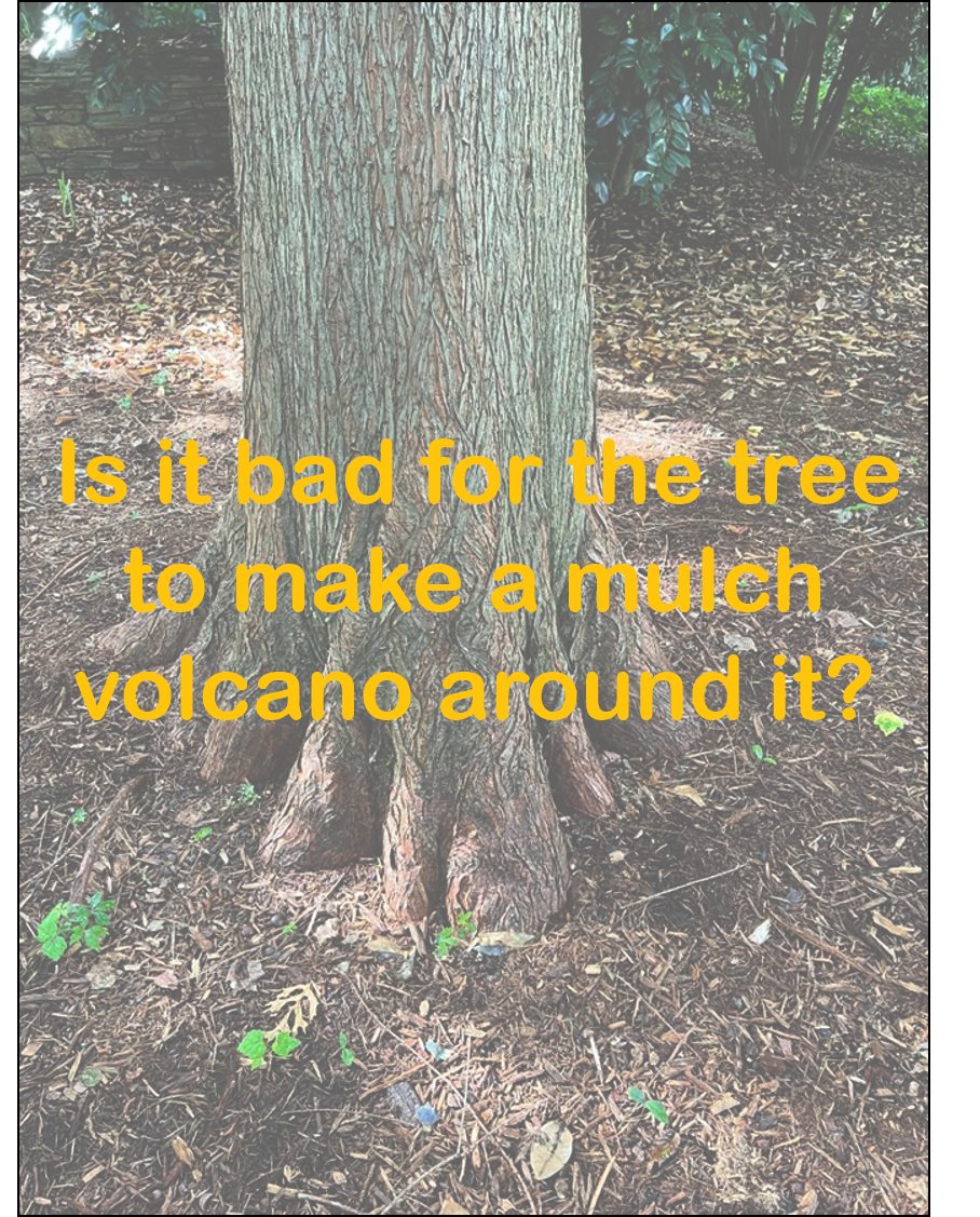 📷📷 Question of the Day: Is it bad for the tree to make a mulch volcano around it?
Here's the answer to last week's question: Where are the oldest living trees in eastern North America can be found in North Carolina
📷 Comment your answer📷
#TreeTrivia #WePlantitForward #raleigh
