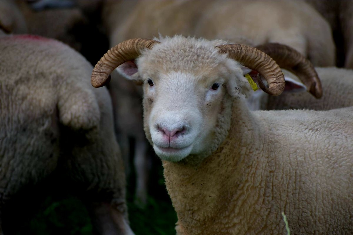 Centurion Dorset Sheep Breeding Group tweet media