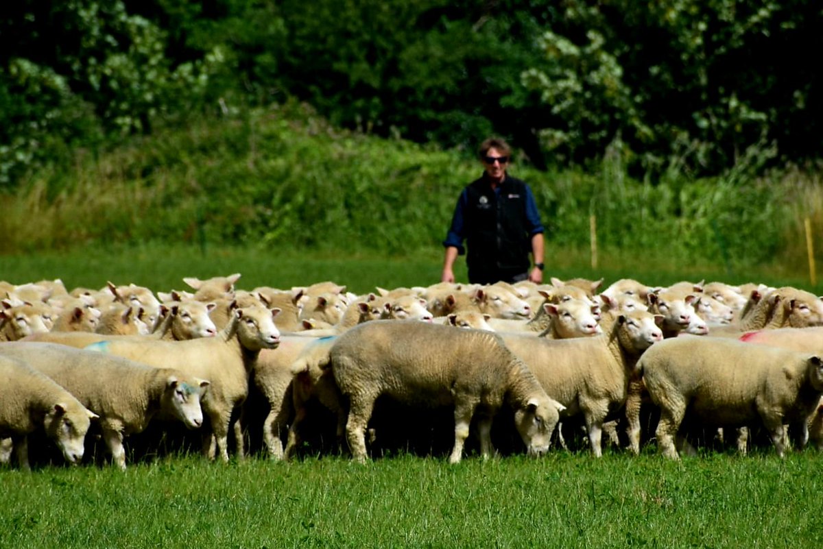 Centurion Dorset Sheep Breeding Group tweet media