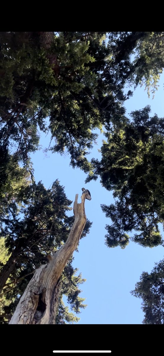 Greg Bobolo tweet media