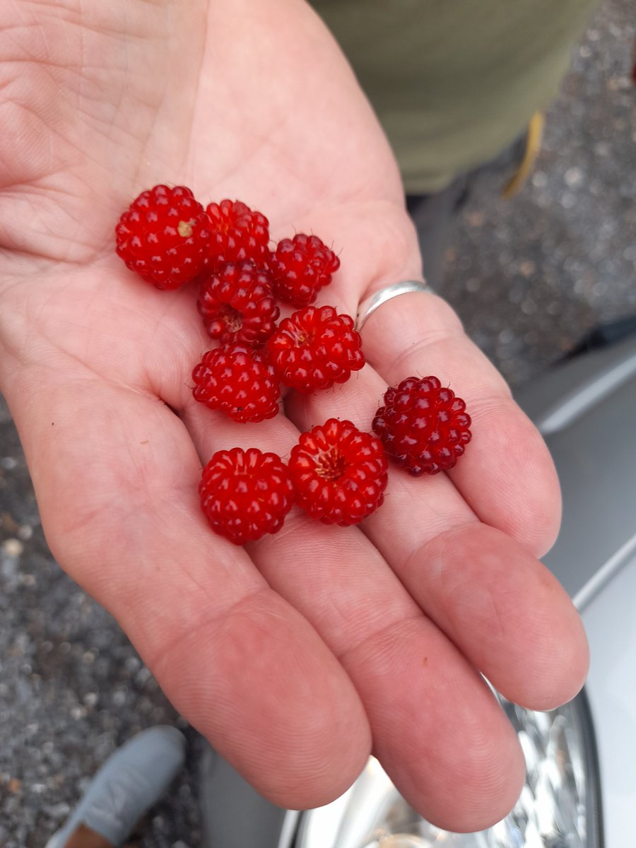 ShamaineDaniels's tweet photo. Hope you are enjoying #NationalIceCreamDay ...I had such a blast with friends and great hiking. #teaberry #wineberries #Lichens https://t.co/fLABzATkdB