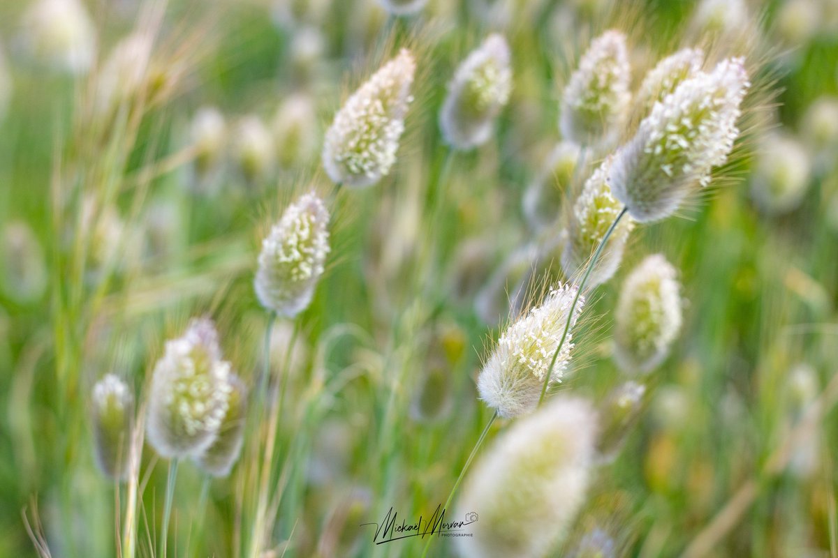 Queue-de-lièvre en bord de mer 🌱 🌊