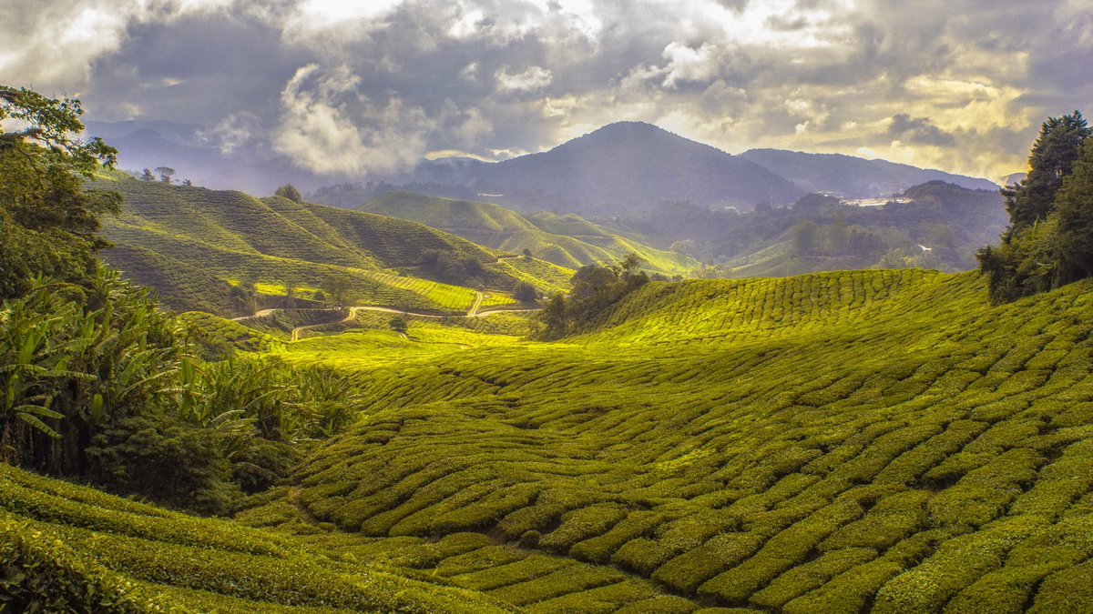 UKTalkingTea's tweet image. #didyouknow it takes around 2,000 tiny tea leaves to make just one pound of finished tea? In most estates, tea bushes are plucked weekly from April to December; then there is a  dormant season during winter when practically no crop is harvested.
#teafacts #tea #brewcrew #drinktea
