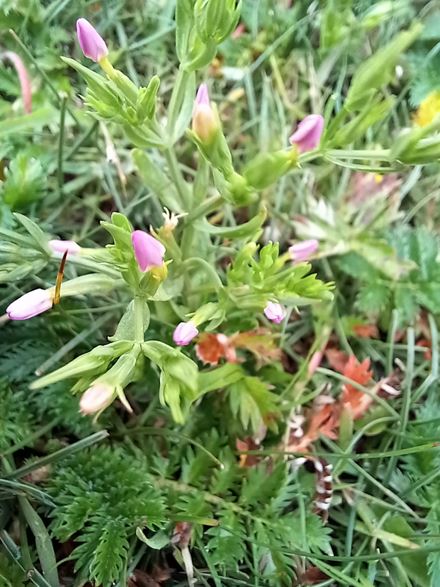 Treebeard_793's tweet image. Vast amounts of Lesser Centaury on the coastal grazing marsh, #Marshside @RSPB_Ribble. #wildflowerhour. A Species of Conservation Importance in NW England where it has a very localized distribution. Can be locally abundant on #Sefton Coast, as it is here. plantatlas2020.org/atlas/2cd4p9h.…