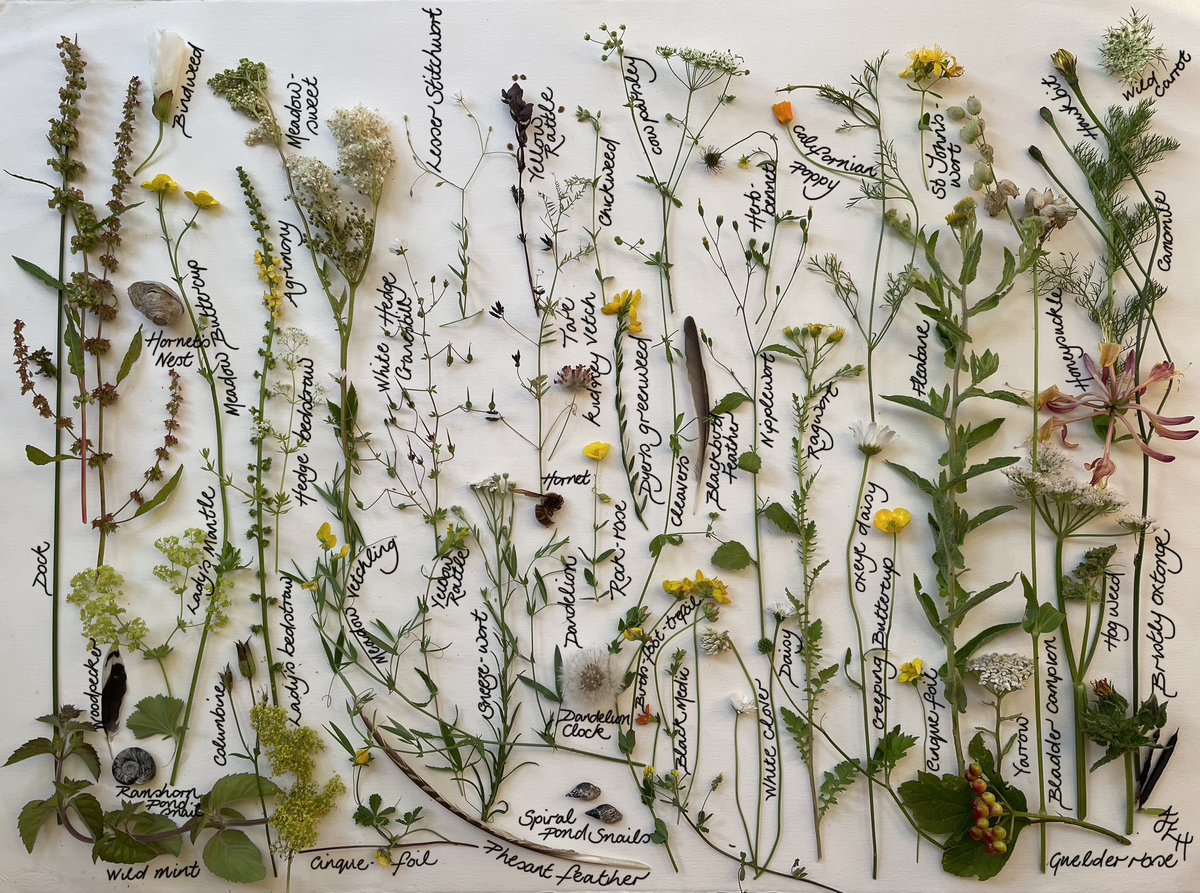 Jane E Hall tweet media