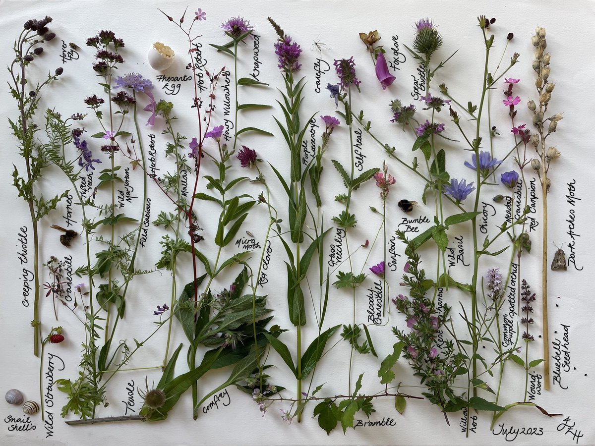 Every month, throughout the year, I choose a day to record all the plants flourishing in our meadow - once an agricultural field. Appreciatively, I pick one of each that can spare a bloom. Today I counted 78 species, most of which are represented here. #WildflowerHour #rewild 💚