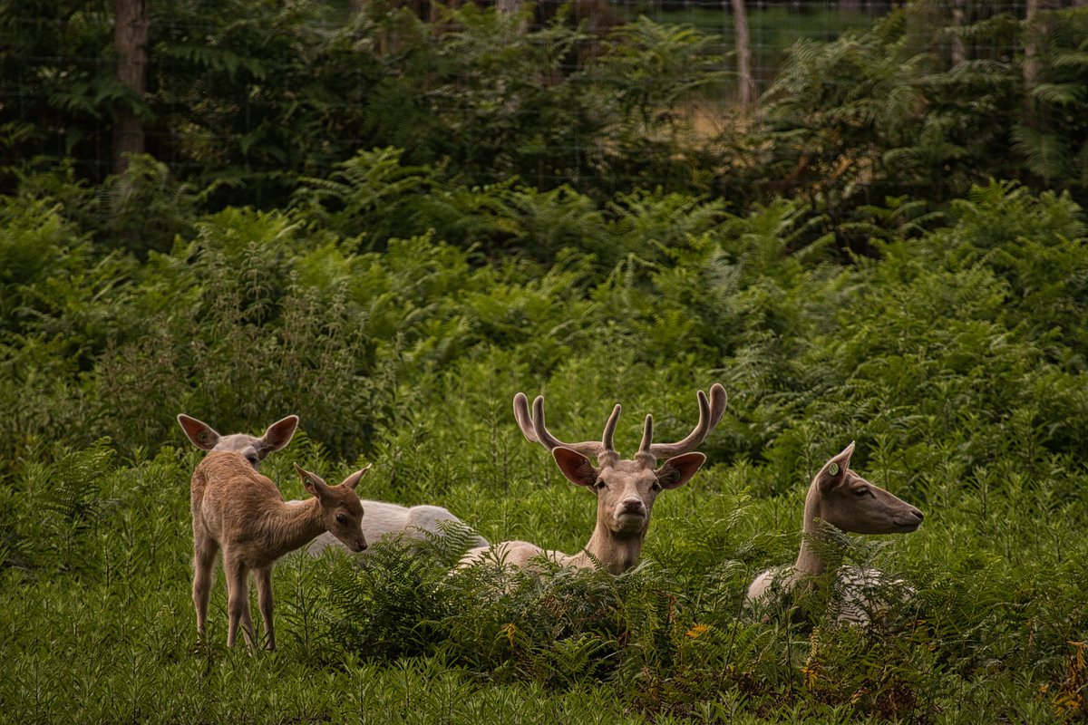 Gr3eg4's tweet photo. https://t.co/TxRBxQJU99

#deer #photography #canon #france #nature #photooftheday #travel #cerf #wildlife #picoftheday #travelphotography #naturephotography #photo #wildlifephotography #animals #animal #canonphotography #beautiful #europe #wild #landscape #naturelovers https://t.co/5vlEiJ22rz