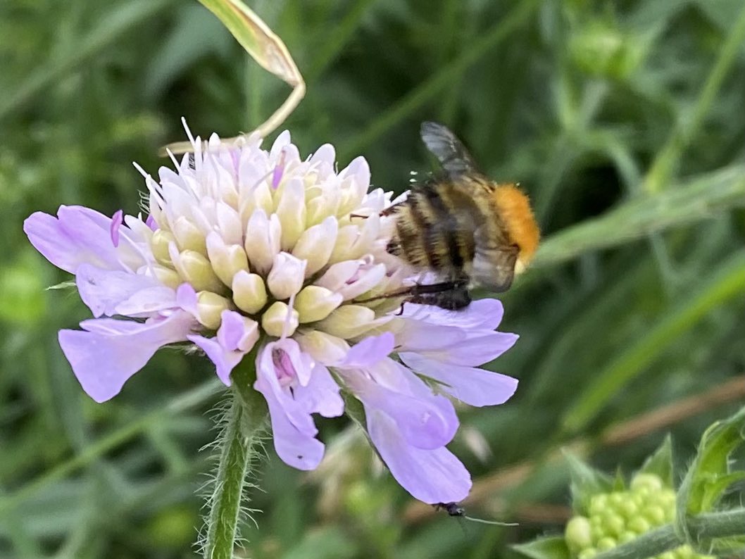 Green lane with Field scabious (&amp; visiting Common Carder Bumblebee) #hairyplants for this week’s #Wildflowerhour from North Lake District