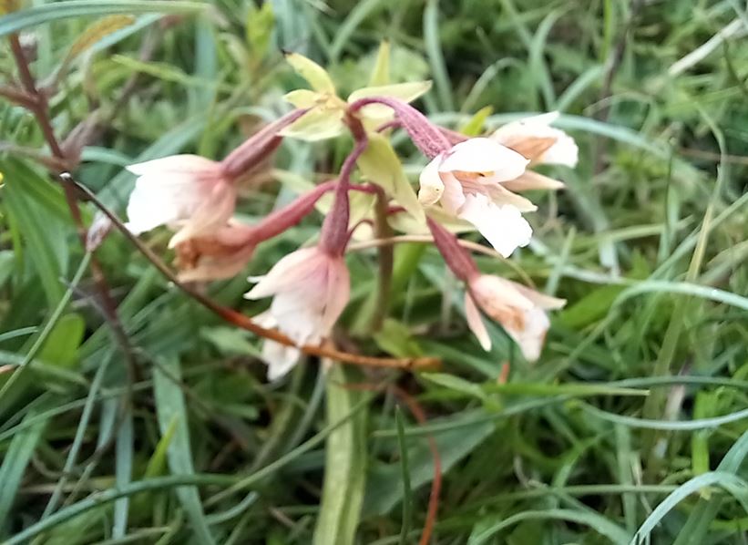 Treebeard_793's tweet image. Marsh #Helleborine for #wildflowerhour at #Marshside @RSPB_Ribble. One of my favourite #wildflowers let alone #Orchids. Now perhaps just past their best but it looks like it's been a pretty good year for them. Wonderful wet #grasslands. @RSPBEngland