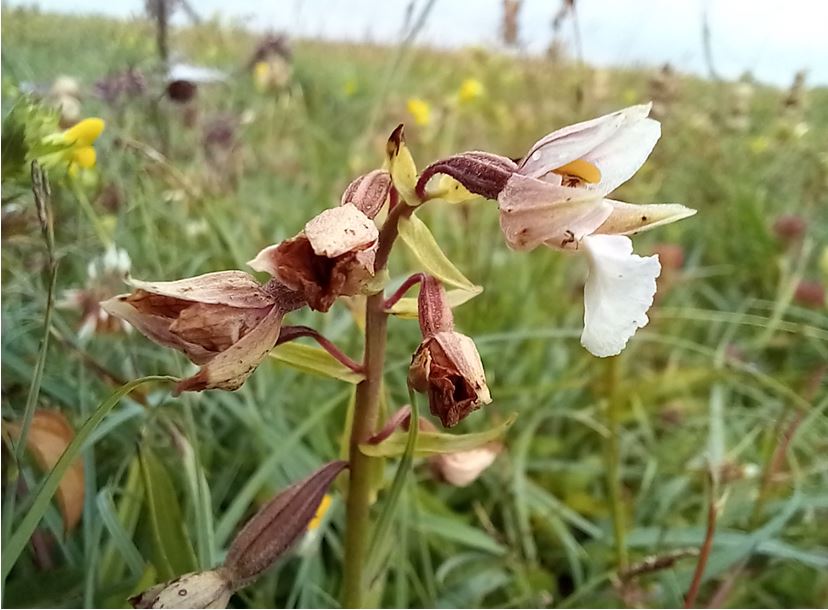 Treebeard_793's tweet image. Marsh #Helleborine for #wildflowerhour at #Marshside @RSPB_Ribble. One of my favourite #wildflowers let alone #Orchids. Now perhaps just past their best but it looks like it's been a pretty good year for them. Wonderful wet #grasslands. @RSPBEngland