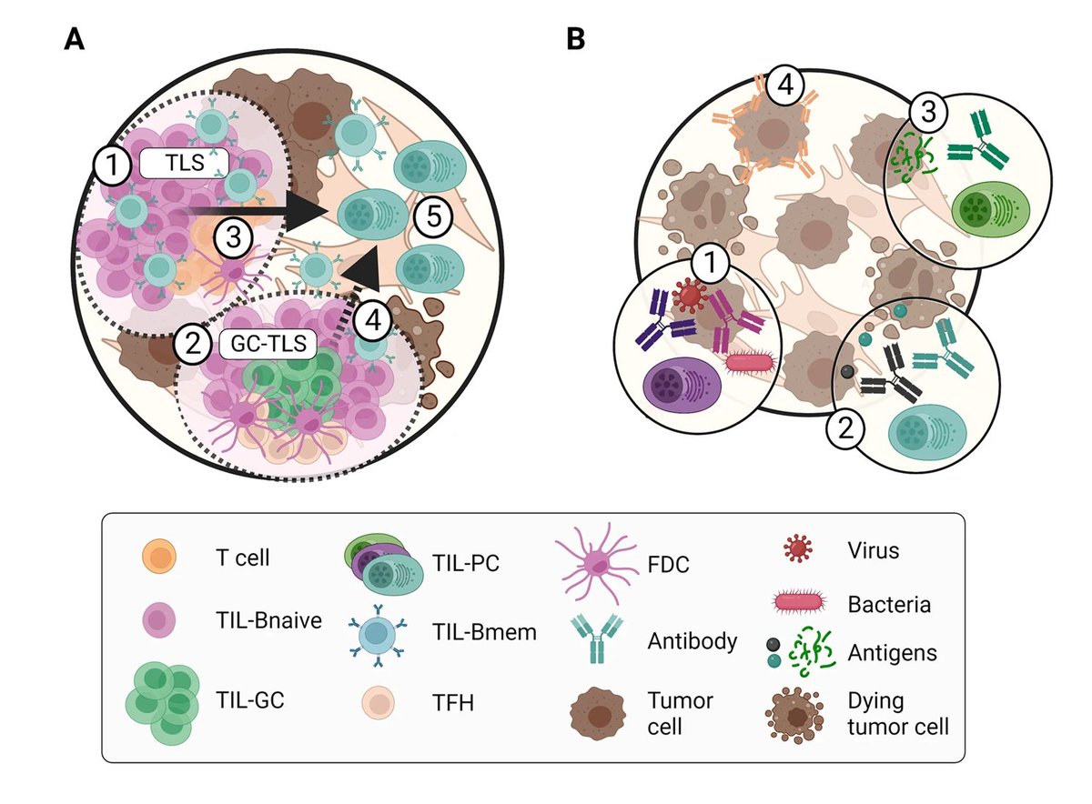 Human Immunology News tweet media