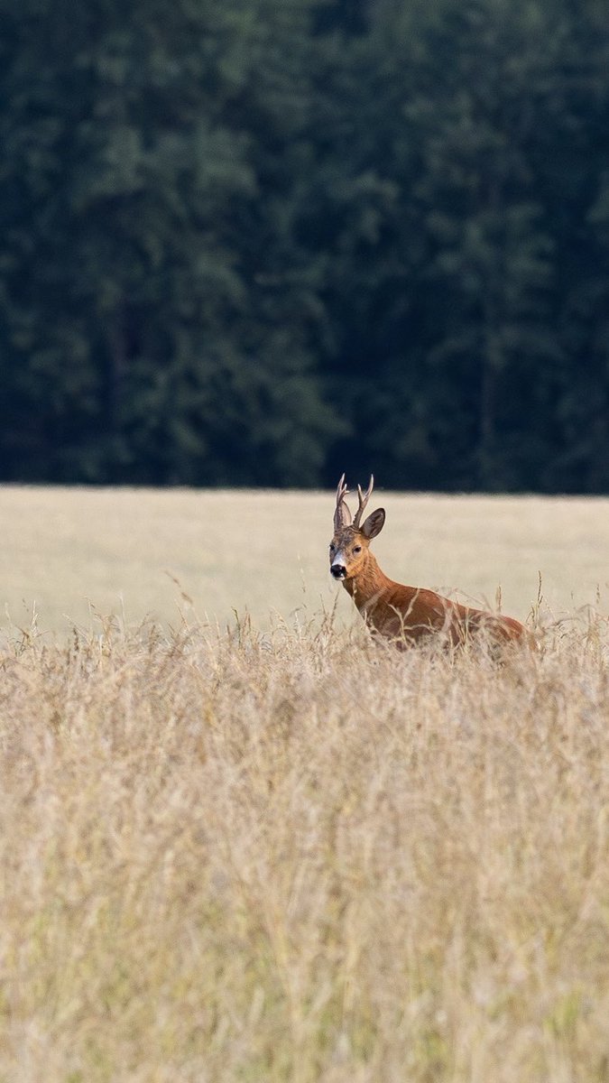 Från gårdagens skogsrunda. 

#rådjur #roedeer #wildlifephotography #naturephotography