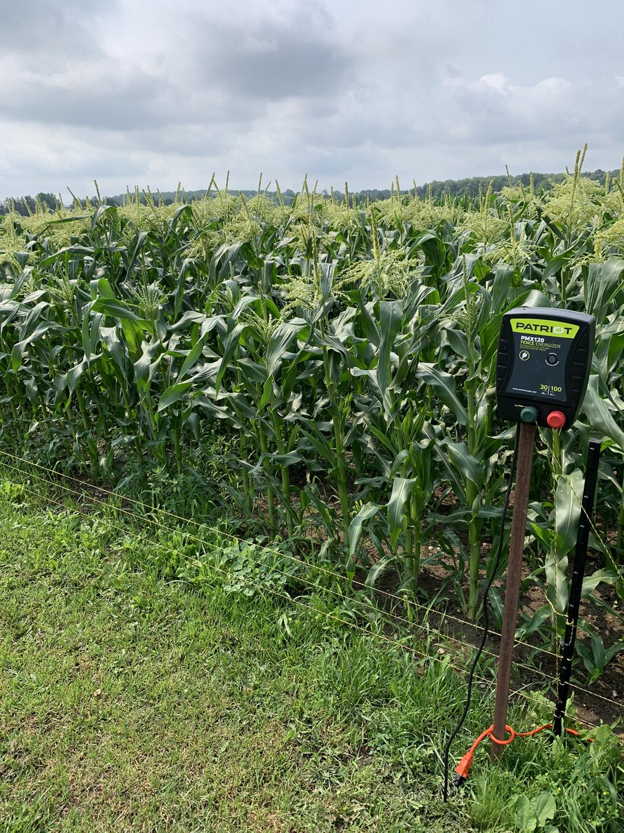 1301WFD's tweet image. We are raccoon ready! #sweetcorn2023