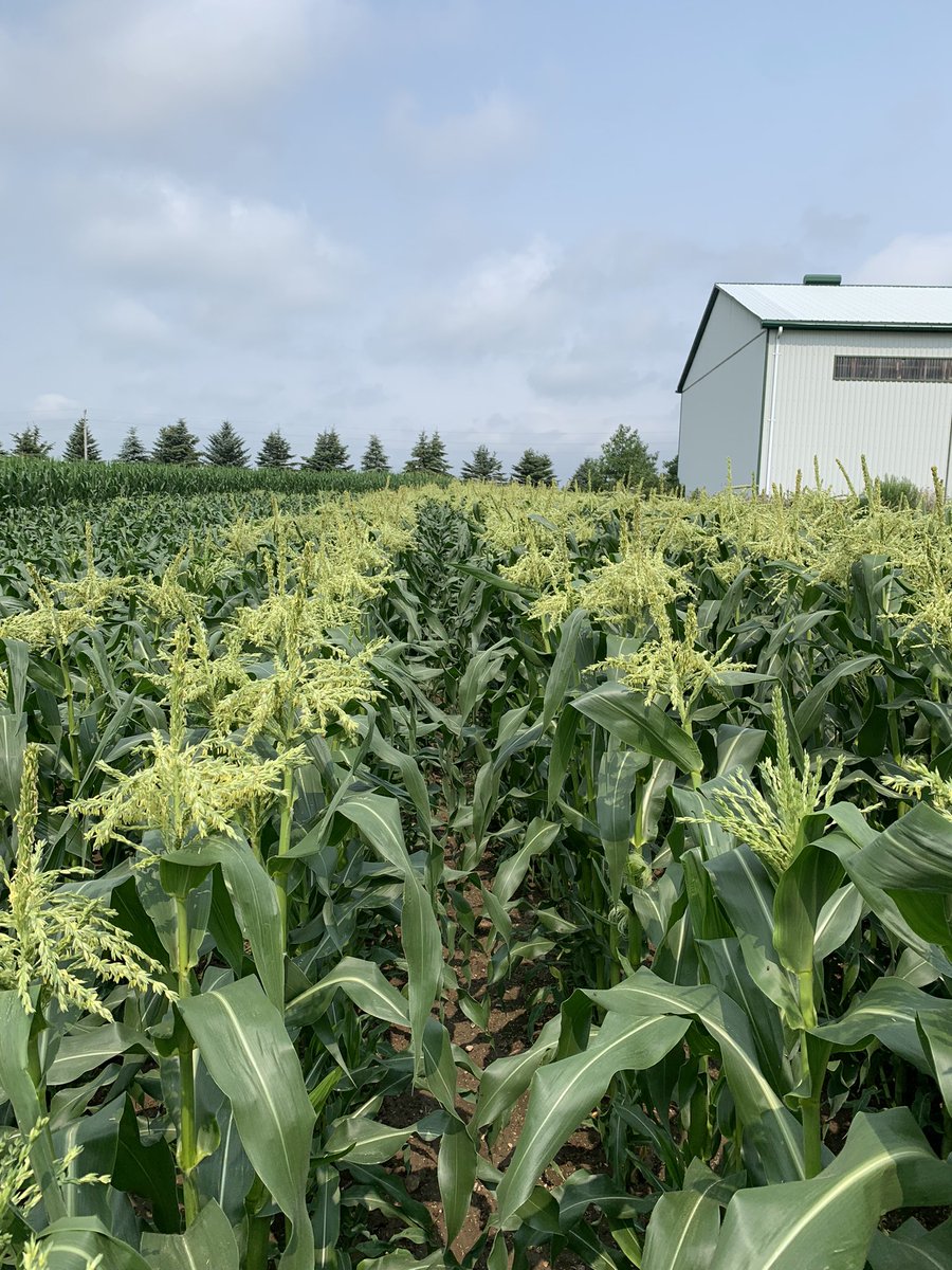 1301WFD's tweet image. We are raccoon ready! #sweetcorn2023