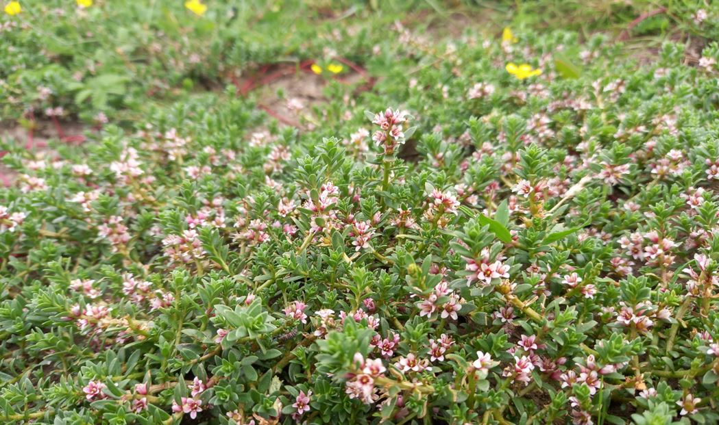 Treebeard_793's tweet image. Where wet grasslands meet saltmarsh. Suttons Marsh, #Marshside @RSPB_Ribble . MG13 inundation grassland grades in to saltmarsh with Sea Milkwort, Saltmarsh Rush etc. More marshy species on Rimmers Marsh inc. Golden Dock, Water Mint &amp;amp; Gypsywort. #wildflowerhour