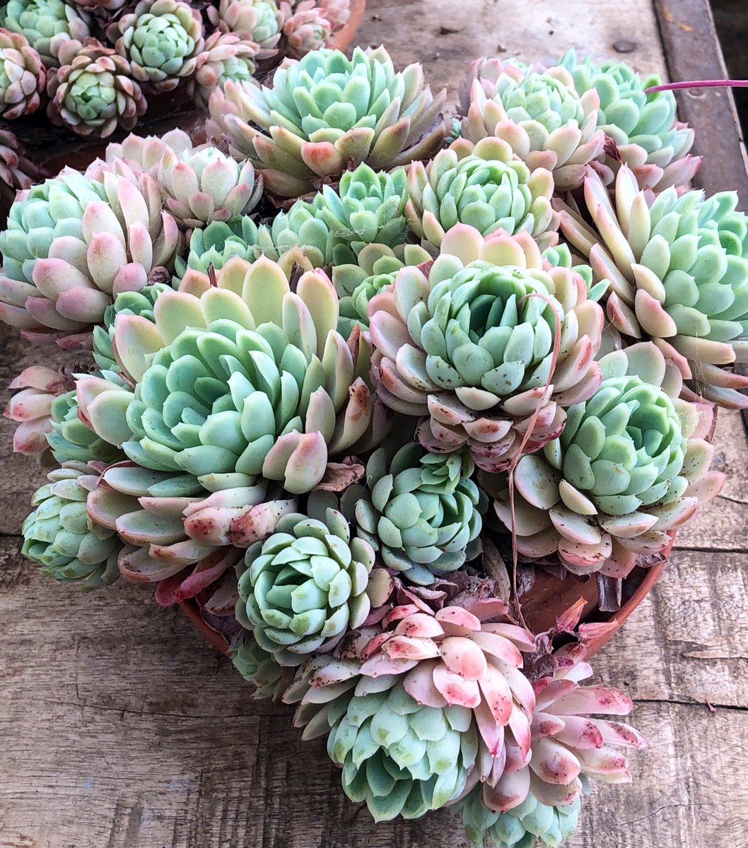 This Echeveria is loving the summer outdoors but I’ve brought it in to give it a break from the rain. #SucculentSunday #succiesempsunday