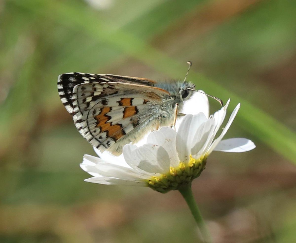 We had a great weekend at <a href="/GlobalBirdfair/">Global Birdfair</a> &amp; so have our guests who are currently in Turkey. They saw an amazing 90 (yes NINETY) species of butterflies in a single day yesterday! 

Here’s a few of them from our ace lepidopterist leader Ben Greenaway!
