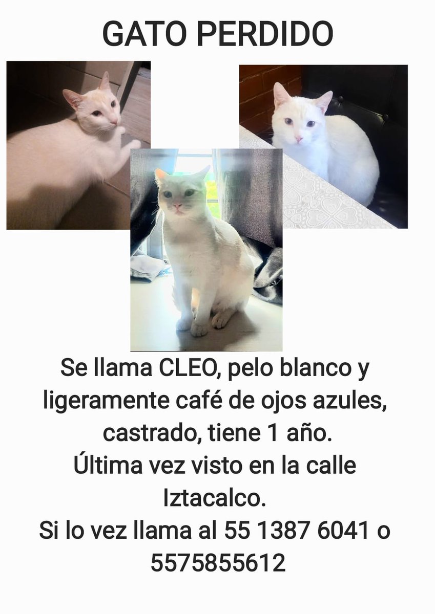 #gatosperdidos#ayuda#Ecatepec Ayudame a regresar a casa