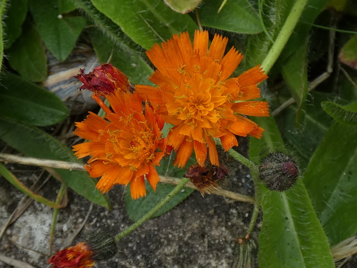 Fox and Cubs growing at the edge of my Dads lawn #hairyplants #wildflowerhour